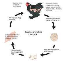 ELIMINA LOS PARASITOS INTESTINALES EN POLLOS Y GALLINAS - Desparasitante matador de gusanos y sus huevos de gallos y pollos MADE IN USA