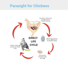 ELIMINA LOS PARASITOS INTESTINALES EN POLLOS Y GALLINAS - Desparasitante matador de gusanos y sus huevos de gallos y pollos MADE IN USA