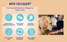 INCREASE THE COLLAGEN YTPE I, II, III FOR DOGS & CATS - Limping, arthritis, muscular pain, fibromyalgia MADE IN USA