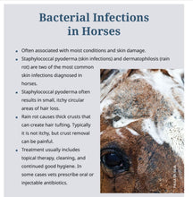 ELIMINA LOS HONGOS EN CABALLOS - MATA LA CANDIDIASIS EN CABALLOS - MADE IN USA