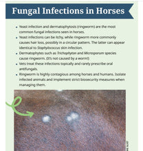 ELIMINA LOS HONGOS EN CABALLOS - MATA LA CANDIDIASIS EN CABALLOS - MADE IN USA