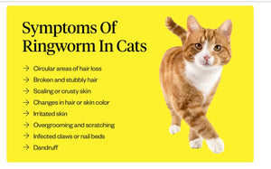 GET RID OF FUNGAL INFECTION IN Dogs and Cats  - ELIMINATE FUNGAL DERMATITIS - Made in USA)