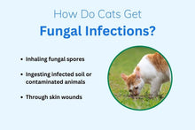GET RID OF FUNGAL INFECTION IN Dogs and Cats  - ELIMINATE FUNGAL DERMATITIS - Made in USA)