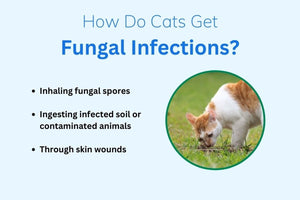GET RID OF FUNGAL INFECTION IN Dogs and Cats  - ELIMINATE FUNGAL DERMATITIS - Made in USA)