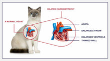 CONGESTIVE DISEASE HEART PROBLEMS FOR CATS & DOGS - Congestive Heart Failure in  BLOOD CIRCULATION MADE IN USA