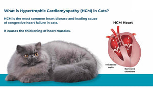 CONGESTIVE DISEASE HEART PROBLEMS FOR CATS & DOGS - Congestive Heart Failure in  BLOOD CIRCULATION MADE IN USA