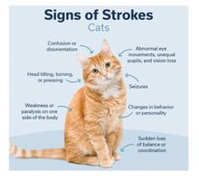 CONGESTIVE DISEASE HEART PROBLEMS FOR CATS & DOGS - Congestive Heart Failure in  BLOOD CIRCULATION MADE IN USA