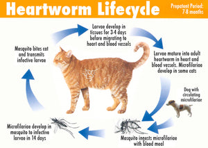 ELIMINA LOS GUSANOS DEL CORAZON EN PERROS Y GATOS - MATAR LOS PARASITOS Y GUSANOS DEL CORAZON PEROS Y GATOS - MADE IN USA