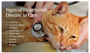 ELIMINA LOS GUSANOS DEL CORAZON EN PERROS Y GATOS - MATAR LOS PARASITOS Y GUSANOS DEL CORAZON PEROS Y GATOS - MADE IN USA