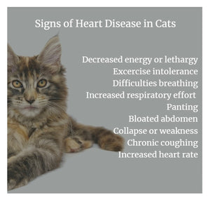 CONGESTIVE DISEASE HEART PROBLEMS FOR CATS & DOGS - Congestive Heart Failure in  BLOOD CIRCULATION MADE IN USA