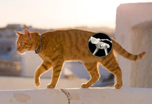 STOP HIP JOINT DISEASE PAIN FOR DOGS & CATS - STRONGEST PAIN KILLER FOR PETS - MADE IN USA