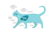 SOPORTE DEL SISTEMA INMUNITARIO DE PERROS Y GATOS - 120 Capsules - Made in USA