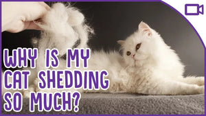 STOP HAIR SHEDDING FOR DOGS AND CATS NATURALLY - PREVENT HAIR SHEDDING ON PETS - MADE IN USA