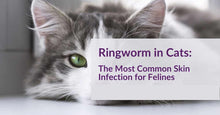 ELIMINA LA INFECCION DE LA PIEL EN PERROS Y GATOS - Antimicrobial, Bacterias, Heridas - MADE IN USA