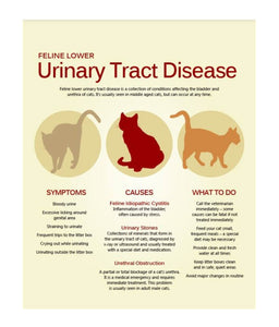 URINARY INFECTION CARE FOR PETS (100 Capsules - Made in USA) Dogs and cats