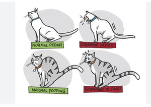 ELIMINA LA INFECTION URINARIA EN PERROS Y GATOS - antisépticas y antibacterianas para mascotas - MADE IN USA