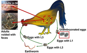 Desparasitante matador de gusanos y sus huevos de gallos y pollos MADE IN USA