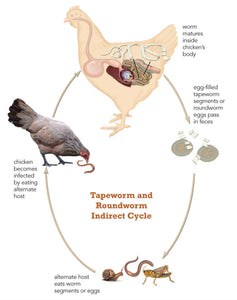 Desparasitante matador de gusanos y sus huevos de gallos y pollos MADE IN USA