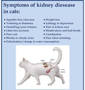 GET RID OF ANY BLADDER & KIDNEY DISEASE IN DOGS & CATS - Made in USA