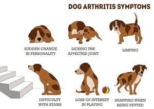 PARAR EL DOLOR DE ARTRITIS EN PERROS Y GATOS- ELIMINAR EL DOLOR PERROS Y GATOS - MADE IN USA