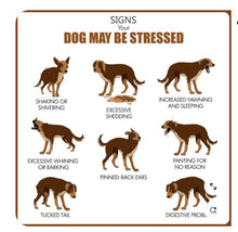 GET RID OF STRESS FOR DOGS & CATS - ELIMINATE Anxiety Supplement for Pets - Made in USA