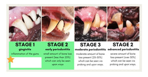 ELIMINA LA GINGIVITIS, CARIES, PLACAS, CALCULOS DENTAL EN PERROS Y GATOS - MADE IN USA