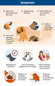 ELIMINA LA INFECTION DEL OIDO EN PERROS Y GATOS - ANTIBIOTICO NATURAL PARA LA OTITIS EN MASCOTAS - MADE IN USA