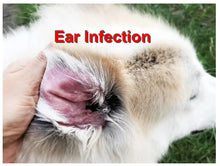 EAR INFECTION FOR PETS ( Dogs &Cats) - KILL THE BACTERIA & FUNGUS - MADE IN USA