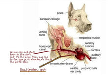 ELIMINA LA INFECTION DEL OIDO EN PERROS Y GATOS - ANTIBIOTICO NATURAL PARA LA OTITIS EN MASCOTAS - MADE IN USA