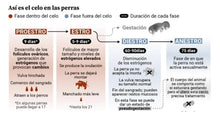 ESTIMULAR EL CELO DE LAS PERRAS - ADELANTAR EL CELO DE LA PERRA - Made in USA