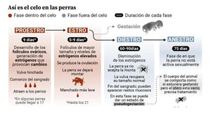 ESTIMULAR EL CELO DE LAS PERRAS - ADELANTAR EL CELO DE LA PERRA - Made in USA