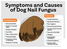 GET RID OF FUNGAL INFECTION IN Dogs and Cats  - ELIMINATE FUNGAL DERMATITIS - Made in USA)