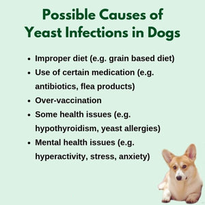 GET RID OF FUNGAL INFECTION IN Dogs and Cats  - ELIMINATE FUNGAL DERMATITIS - Made in USA)