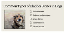 GALLBLADDER STONES FOR PETS - GALLSTONES