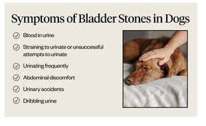 GALLBLADDER STONES FOR PETS - GALLSTONES