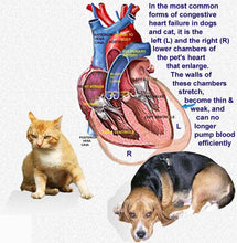 CONGESTIVE DISEASE HEART PROBLEMS FOR CATS & DOGS - Congestive Heart Failure in  BLOOD CIRCULATION MADE IN USA