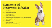 ELIMINA LOS GUSANOS DEL CORAZON EN PERROS Y GATOS - MATAR LOS PARASITOS Y GUSANOS DEL CORAZON PEROS Y GATOS - MADE IN USA