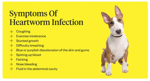 ELIMINA LOS GUSANOS DEL CORAZON EN PERROS Y GATOS - MATAR LOS PARASITOS Y GUSANOS DEL CORAZON PEROS Y GATOS - MADE IN USA