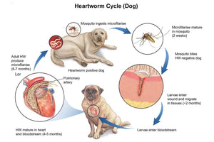 HEARTWORMS KILLER FOR PETS (Dogs & Cats)