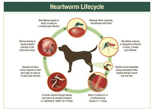 HEARTWORMS KILLER FOR PETS (Dogs & Cats)