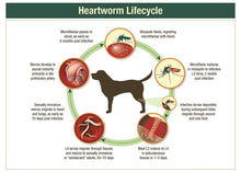 ELIMINA LOS GUSANOS DEL CORAZON EN PERROS Y GATOS - MATAR LOS PARASITOS Y GUSANOS DEL CORAZON PEROS Y GATOS - MADE IN USA