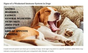 IMMUNE SYSTEM CARE FOR DOGS & CATS 120 Capsules - Made in USA