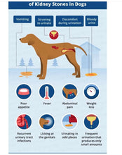 DESTRUIR LAS PIEDRAS EN LOS RIÑONES EN PERROS Y GATOS - DISOLVER - ROMPER - MADE IN USA