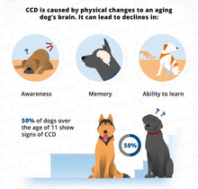 BRAIN BOOSTERS FOR DOGS - Memory, Concentration & Alertness for pets - MADE IN  USA