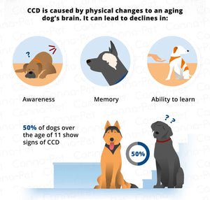 BRAIN BOOSTERS FOR DOGS - Memory, Concentration & Alertness for pets - MADE IN  USA