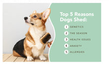 STOP HAIR SHEDDING FOR DOGS AND CATS NATURALLY - PREVENT HAIR SHEDDING ON PETS - MADE IN USA