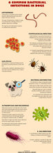 CURAR LAS ENFERMEDADES DE LA PIEL Y DEL PELO EN PERROS  - MADE IN USA