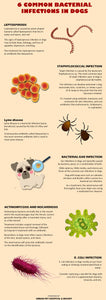 CURAR LAS ENFERMEDADES DE LA PIEL Y DEL PELO EN PERROS  - MADE IN USA