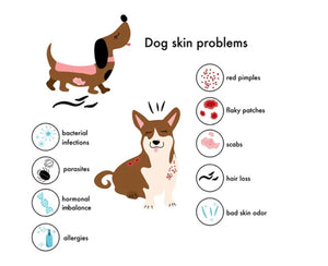 CURAR LAS ENFERMEDADES DE LA PIEL Y DEL PELO EN PERROS  - MADE IN USA