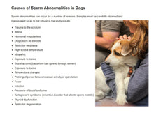 INCREMENTA ESPERMAS DEL PERRO SEMENTAL - AUMENTA LOS ESPERMATOZOIDES EN PERRO - MADE IN USA